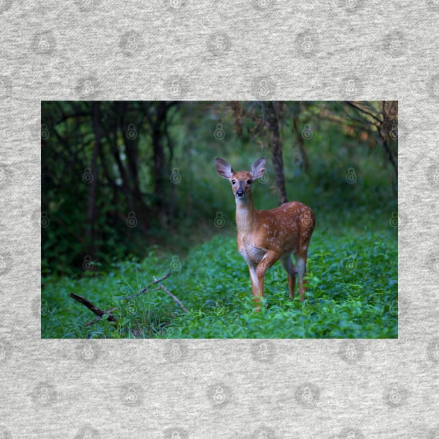 Fawn - White-tailed deer by Jim Cumming